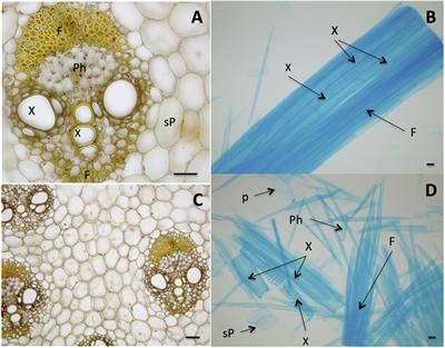 Pectins, Endopolygalacturonases, and Bioenergy